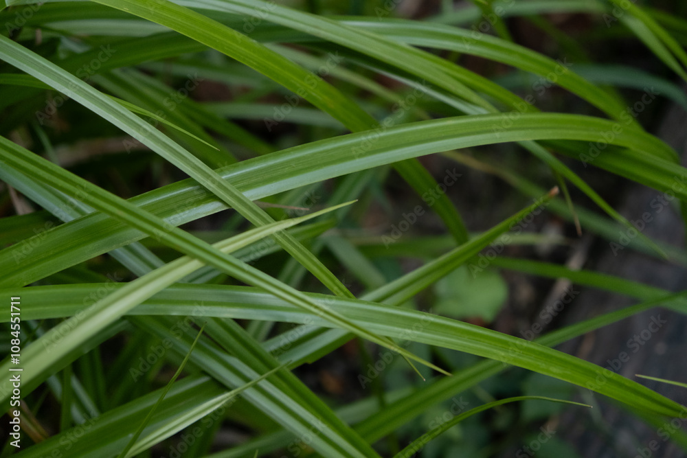 Fresh green grass closeup background Fresh green grass closeup background