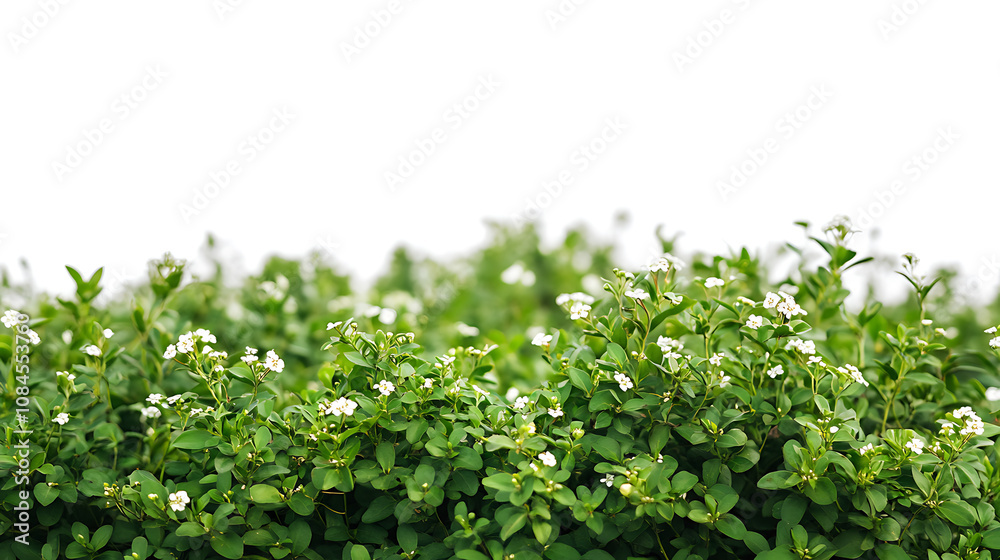 Obraz premium Lush green bushes with small white flowers isolated on white background, cut out