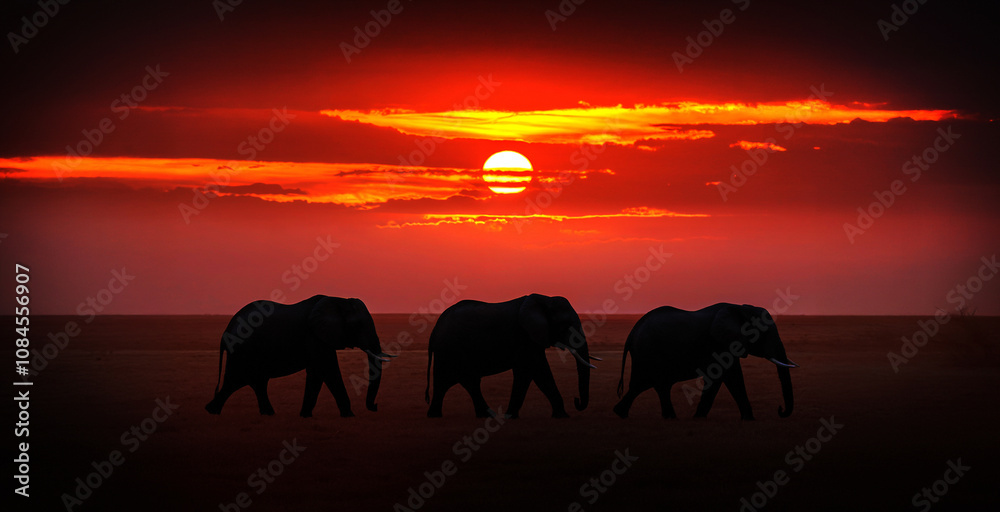Silhouette of three elephants moving in the Savannah at dawn. Silhouette of three elephants moving in the Savannah at dawn.