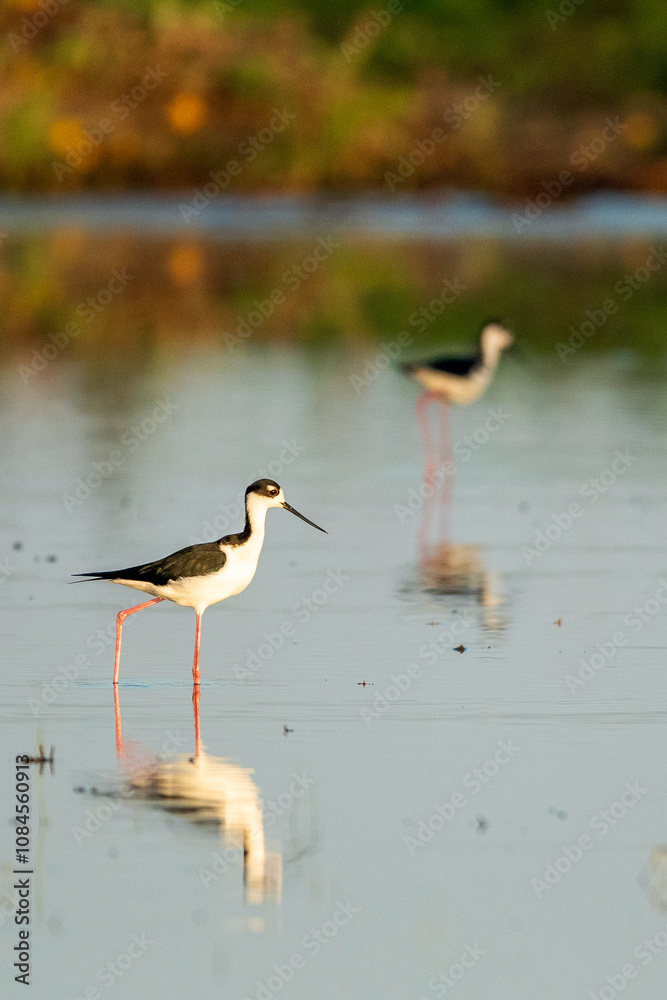 Black Necked Stilt Standing in Shallow Pond Black Necked Stilt Standing in Shallow Pond