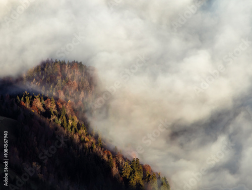 swiss forest covered with fog