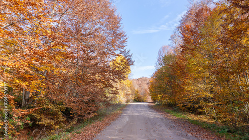 Autumn leaves falling into the lake, magnificent autumn view, bolu Yedigöller National Park