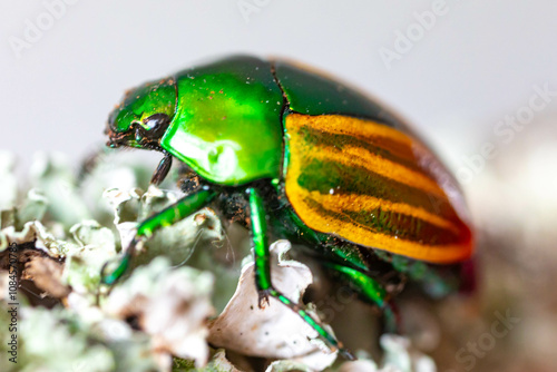 Beautiful green and yellow South American tropical beetle (Macraspis festiva) known as 