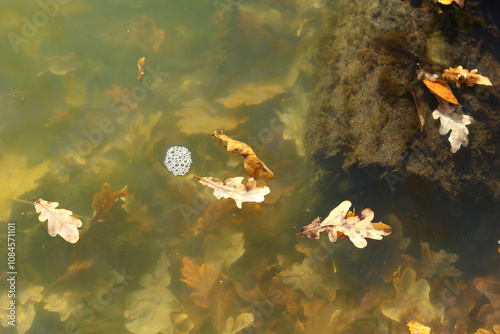Yellow autumn oak leaves float rapidly downstream on the surface of a lake with a visible bottom.