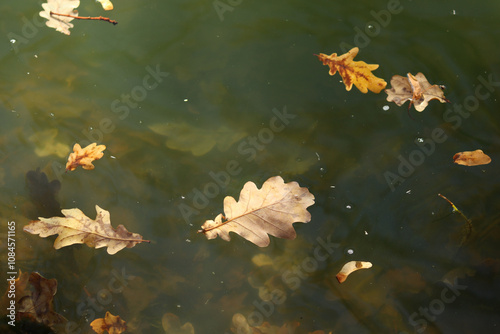 Small autumn oak leaves float on the surface of the lake and then sink.