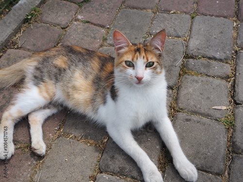 Cat on the ground