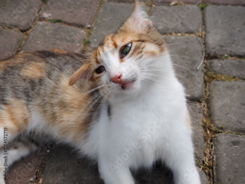 Cat on the ground