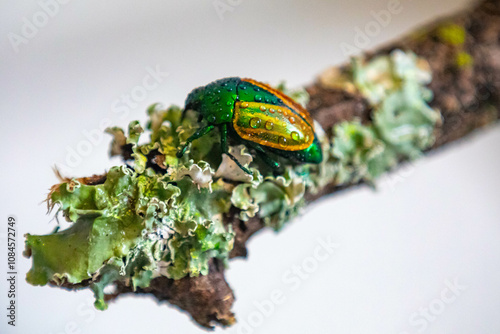 Beautiful green and yellow South American tropical beetle (Macraspis festiva) known as 