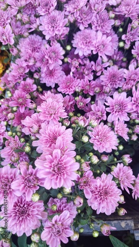 pink flowers