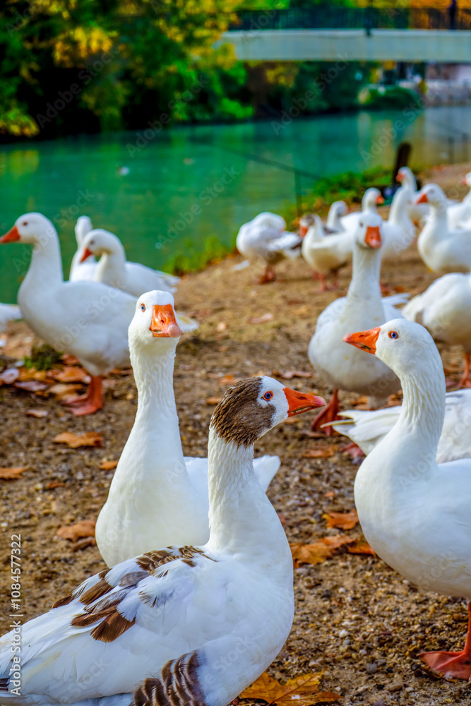 Obraz premium Una manada de patos en el campo.