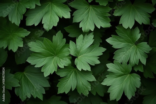 Lush green leaves spread beautifully on a dark background during a warm sunny day