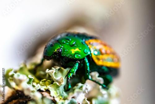 Beautiful green and yellow South American tropical beetle (Macraspis festiva) known as 