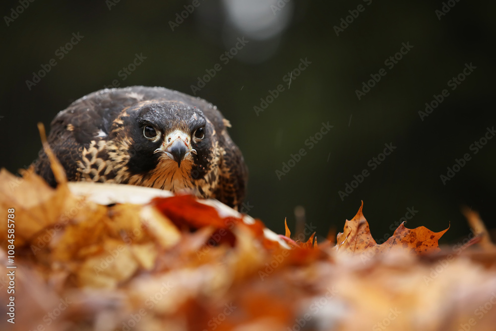 Peregrine falcon (Falco peregrinus) with caught kill bird. Beautiful bird of prey feeding on killed big bird in autumn leaves. Bird carcass on forest meadow.