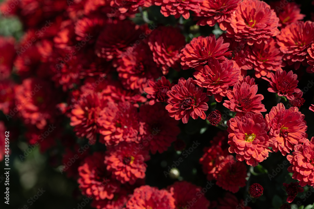 Scarlet flowers. Solid carpet of lush bright red flowers, garden art, close-up of flowering Scarlet flowers. Solid carpet of lush bright red flowers, garden art, close-up of flowering