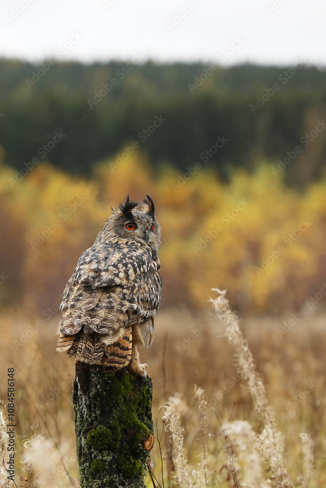 Owl in autumn. Eagle owl (Bubo bubo) perched on stump in colorful autumn meadow. Beautiful large owl with big ear tufts. Bird of prey in natural habitat.