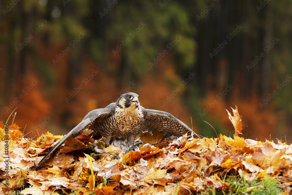 Peregrine falcon (Falco peregrinus) with caught kill bird. Beautiful bird of prey feeding on killed big bird in autumn leaves. Bird carcass on forest meadow.