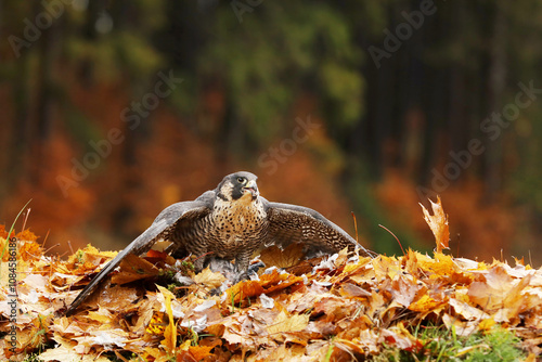 Obraz na płótnie Peregrine falcon (Falco peregrinus) with caught kill bird. Beautiful bird of prey feeding on killed big bird in autumn leaves. Bird carcass on forest meadow. w salonie