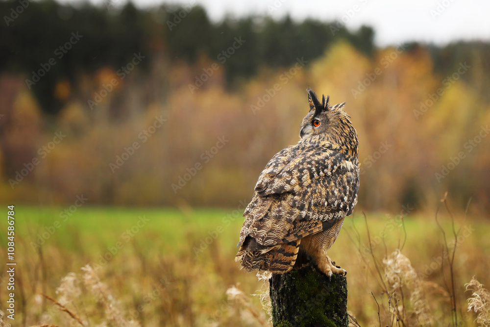 Owl in autumn. Eagle owl (Bubo bubo) perched on stump in colorful autumn meadow. Beautiful large owl with big ear tufts. Bird of prey in natural habitat.