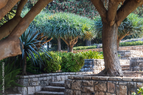 A view of the dragon tree in an Israeli Mediterranean park. Stone`s steps