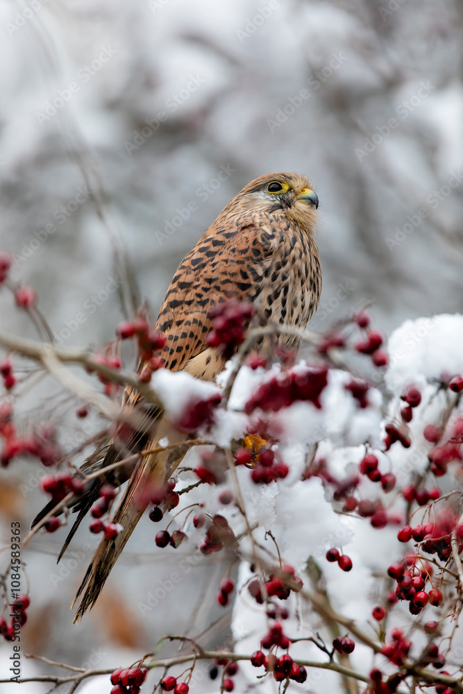 Common kestrel (Falco tinnunculus) perched on a branch with snow ready to hunt. Snow cold freeze weather with raptor in Czech republic