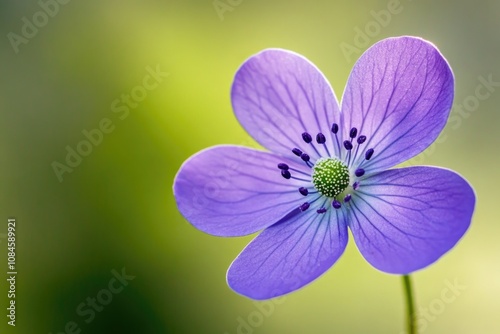 A close-up view of a purple flower on its stem, perfect for use in botanical or floral designs