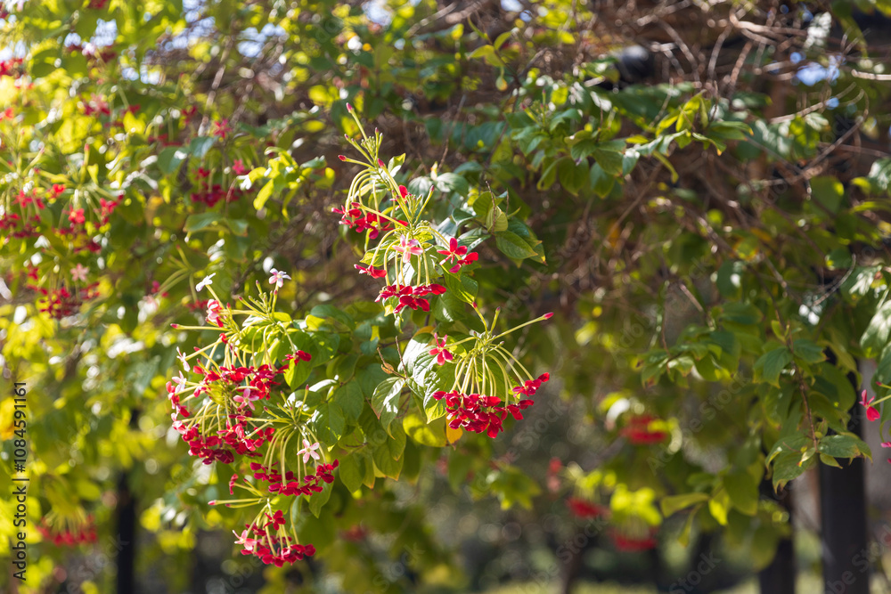 Obraz premium Combretum indicum, or Rangoon creeper, is a vine with red flower clusters native to tropical Asia, growing in forests and along riverbanks in the Indian subcontinent, Malaysia, and the Philippines.