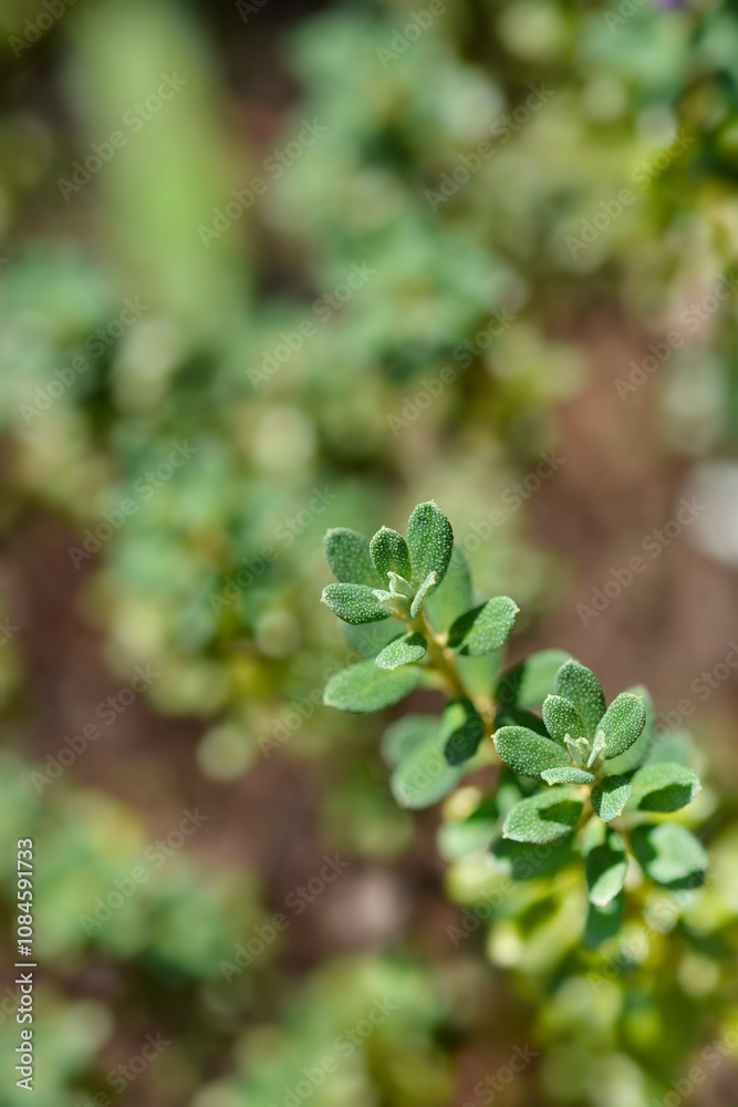 Dwarf purple rhododendron leaves