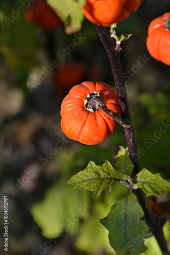 Bitter tomato fruit photo