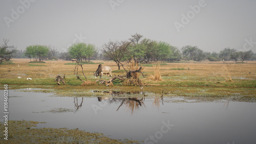 The landscape of Keoladeo National Park in India