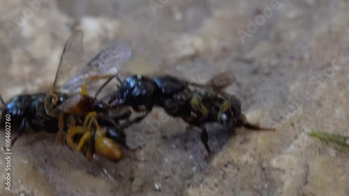 Bees Lestrimelitta limao helping each other to get rid of them T. angustula photo