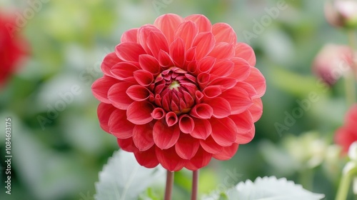 A close-up shot of a vibrant red flower surrounded by green leaves