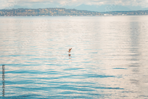 Alki Beach Lifestyle photography featuring restaurants, social activities, and sceneries overlooking the puget sound. Highlighting the natural beauty and pet friendly lifestyle.