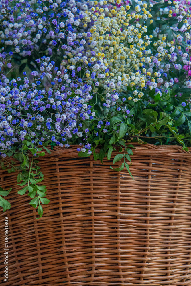 Mimosa, mimosa flowers, fullcolor mimosas flowers, mimosas flowers in her decoration basket Mimosa, mimosa flowers, fullcolor mimosas flowers, mimosas flowers in her decoration basket