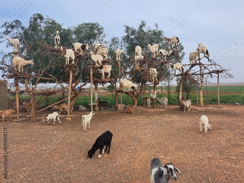 Moroccan Goats Climbing Argan Trees in Rural Landscape
