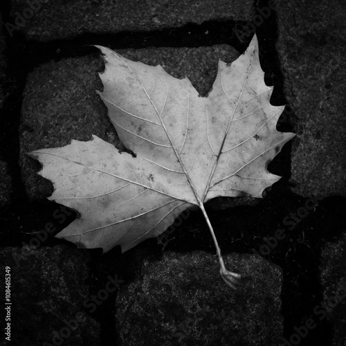 Obraz na płótnie A maple leaf lies on the ground in autumn w salonie