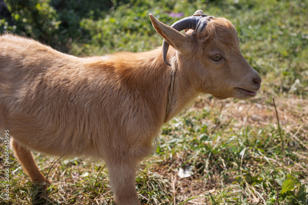 Cute young red goat with horns, in a green meadow Cute young red goat with horns, in a green meadow