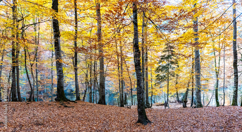 Autumn leaves falling into the lake, magnificent autumn view, bolu Yedigöller National Park