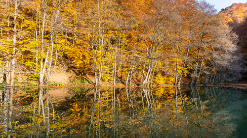 Autumn leaves falling into the lake, magnificent autumn view, bolu Yedigöller National Park