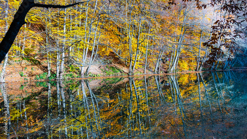 Autumn leaves falling into the lake, magnificent autumn view, bolu Yedigöller National Park