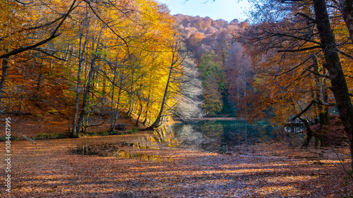 Autumn leaves falling into the lake, magnificent autumn view, bolu Yedigöller National Park