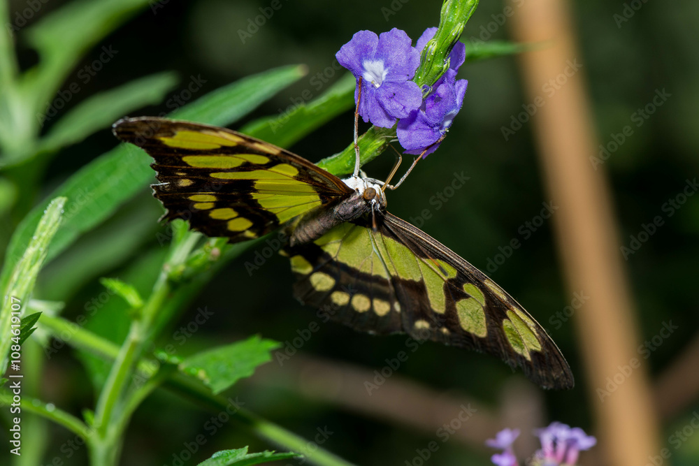 A vibrant butterfly, its wings a striking pattern of yellow and black, delicately sips nectar from a cluster of small purple flowers, surrounded by lush green foliage. A vibrant butterfly, its wings a striking pattern of yellow and black, delicately sips nectar from a cluster of small purple flowers, surrounded by lush green foliage.