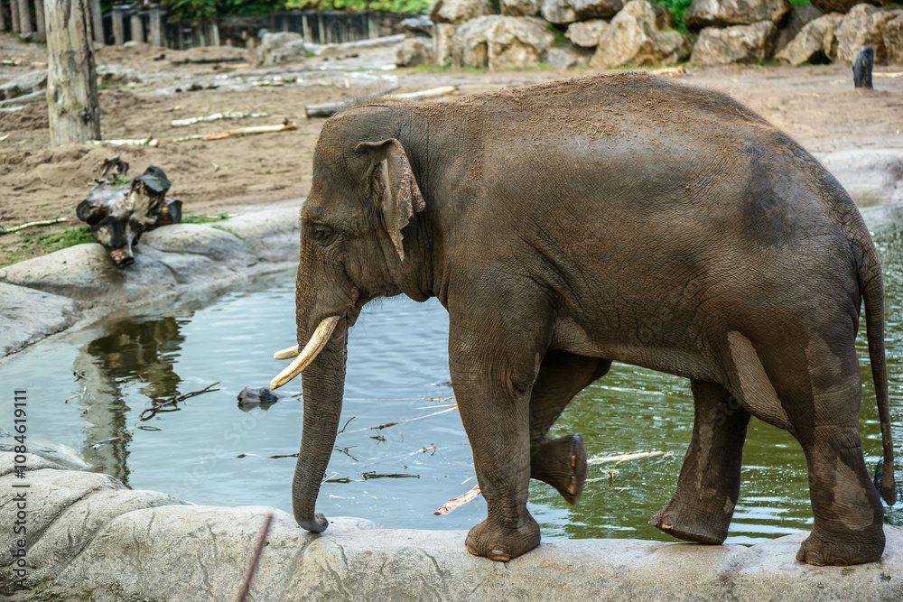 Fototapeta premium Elephant at Water's Edge: An Asian elephant with long tusks carefully navigates the edge of a waterhole in its zoo enclosure.