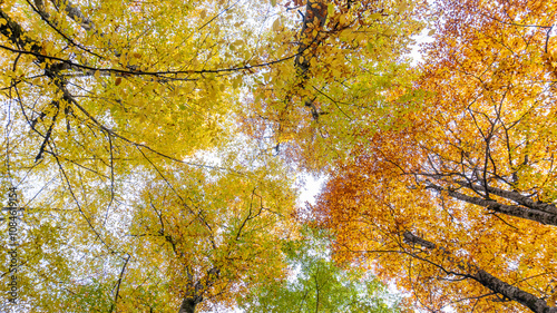 Autumn leaves falling into the lake, magnificent autumn view, bolu Yedigöller National Park