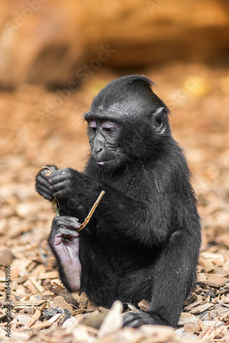 Young Sulawesi Crested Macaque: An adorable young Sulawesi crested macaque sits on the ground, carefully examining an object in its hands.