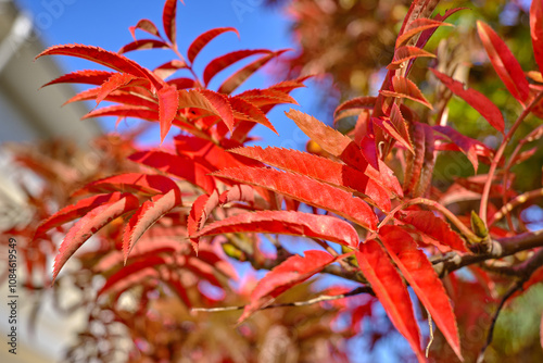 orange leaves of autumn bright rowan against blue sky