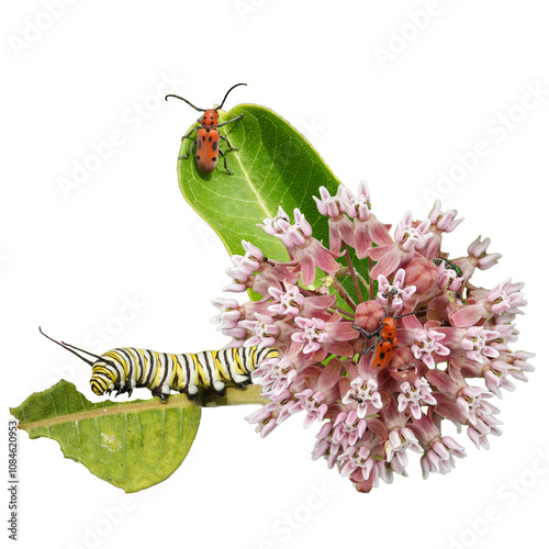 Asclepias syriaca | Common Milkweed | Native North American Wildflower With Monarch Caterpillar and Red Milkweed Beetle