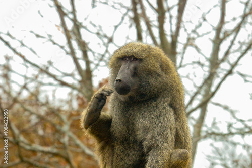 Baboons grooming each other on a colder then normal day photo