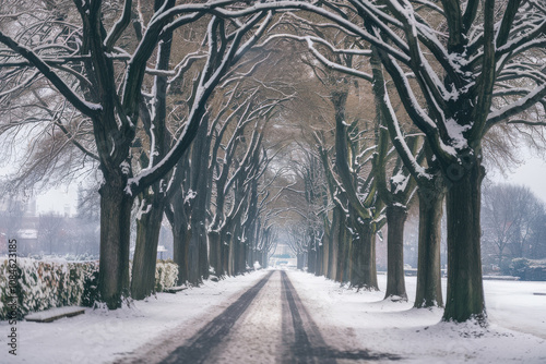 A serene snowy pathway flanked by bare trees coated with snow, creating a captivating winter scene in a tranquil park setting photo