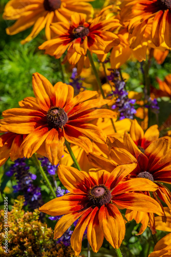 Bouquet of wild flowers in the garden, ful color cotaggecore flowers, cottagecore flowers in the garden in basket too, yellow, violete, white, orange wild flowers