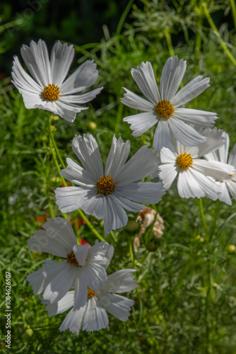 Bouquet of wild flowers in the garden, ful color cotaggecore flowers, cottagecore flowers in the garden in basket too, yellow, violete, white, orange wild flowers